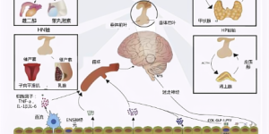 儿童生长发育新视角 赛哺高BL-11益生菌微生物组研究进展