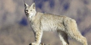 国家二级保护动物猞猁现身祁连山保护区