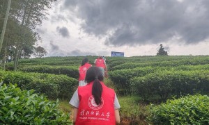 武夷茶韵传万里，皖茶经济注新机