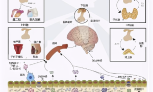 儿童生长发育新视角 赛哺高BL-11益生菌微生物组研究进展